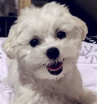 small-maltese